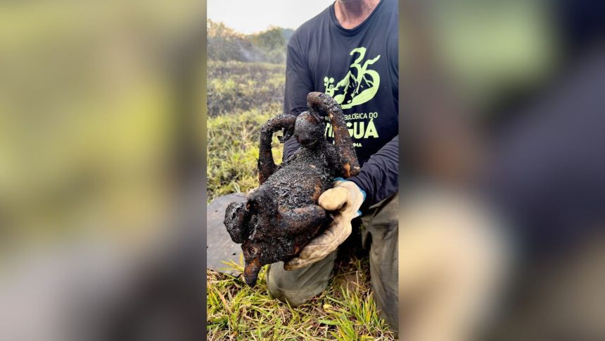 bicho-preguica-e-encontrado-carbonizado-apos-incendio-no-rio-de-janeiro