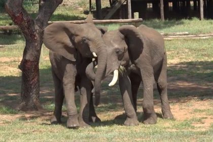 zimbabue-vai-sacrificar-200-elefantes-para-alimentar-populacao