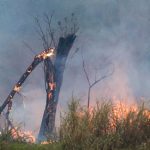 sao-paulo-tem-cinco-cidades-com-focos-de-incendio-ativos,-diz-defesa-civil