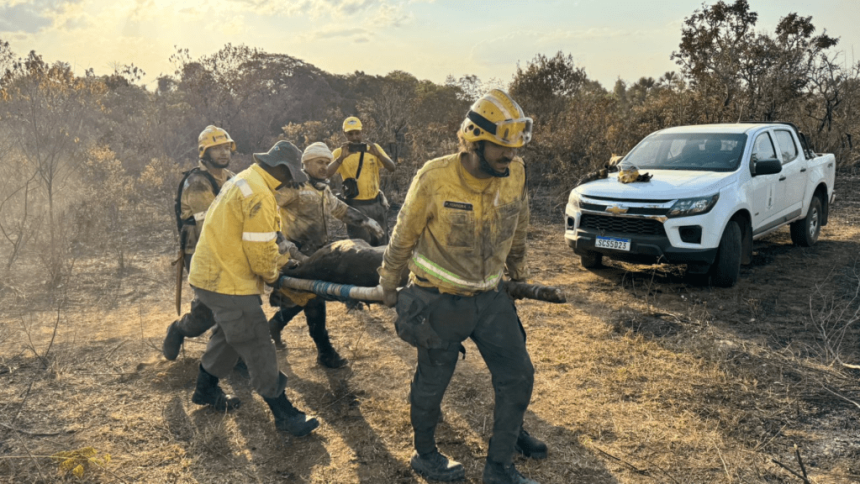 bombeiros-resgatam-anta-ferida-em-incendio-no-parque-nacional-de-brasilia