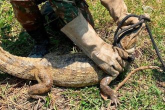 jacare-e-resgatado-de-area-de-queimada-no-tocantins