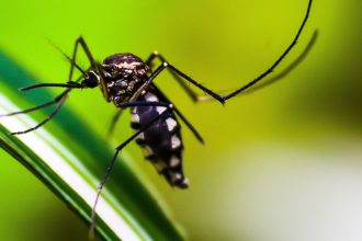 metodo-wolbachia-contra-o-aedes-mira-cidades-da-bacia-do-paraopeba