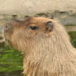 capivara-brasileira-foge-de-zoologico-na-inglaterra;-equipes-buscam-o-animal