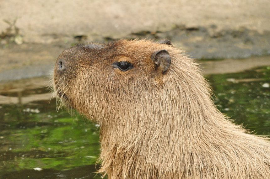 capivara-brasileira-foge-de-zoologico-na-inglaterra;-equipes-buscam-o-animal