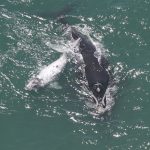 filhote-de-baleia-semialbino-e-visto-no-litoral-de-santa-catarina;-veja-imagens