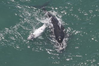 filhote-de-baleia-semialbino-e-visto-no-litoral-de-santa-catarina;-veja-imagens