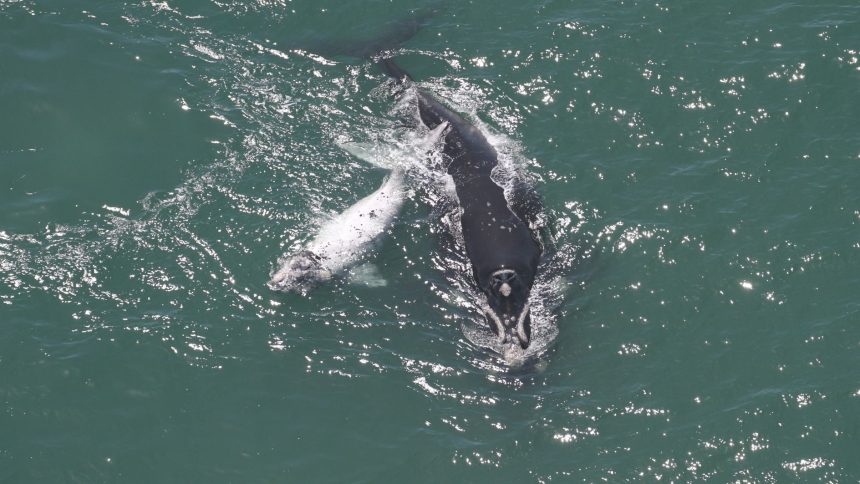 filhote-de-baleia-semialbino-e-visto-no-litoral-de-santa-catarina;-veja-imagens