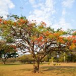 chegada-da-primavera-traz-expectativa-de-melhora-do-calor-e-tempo-seco