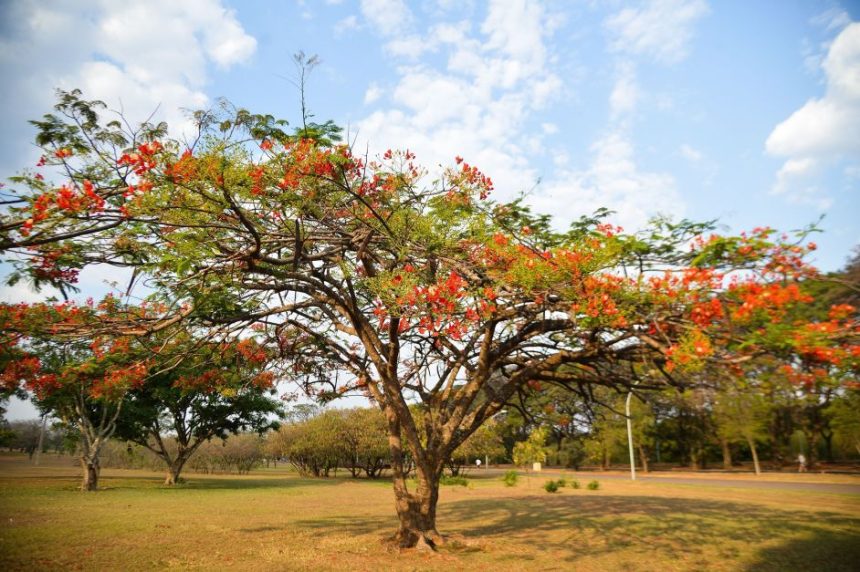 chegada-da-primavera-traz-expectativa-de-melhora-do-calor-e-tempo-seco