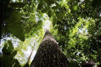 projeto-usa-educacao-para-preservar-a-amazonia