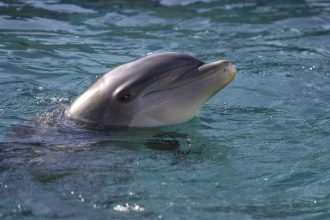 video:-golfinho-preso-em-rede-de-pesca-ilegal-e-resgatado-em-florianopolis