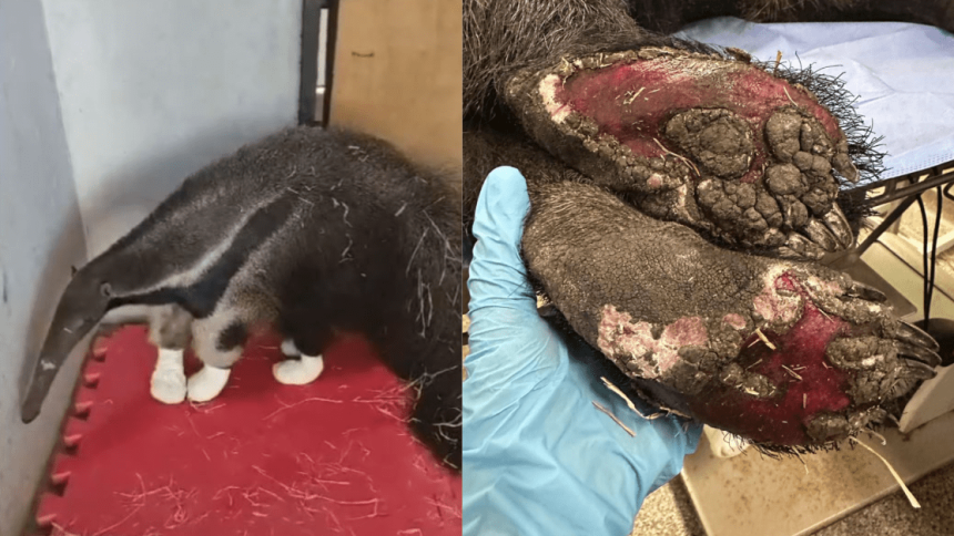 tamandua-e-resgatado-com-patas-queimadas-em-area-de-incendio-em-brasilia