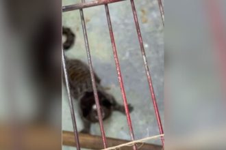 homem-e-preso-por-manter-macaco-enjaulado-em-casa-na-baixada-fluminense