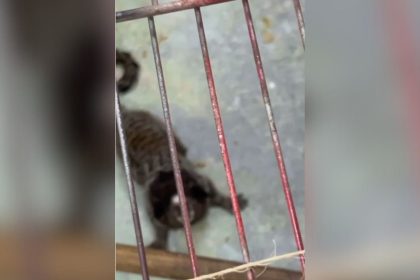 homem-e-preso-por-manter-macaco-enjaulado-em-casa-na-baixada-fluminense