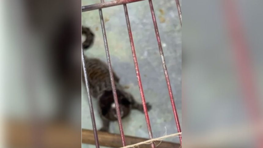 homem-e-preso-por-manter-macaco-enjaulado-em-casa-na-baixada-fluminense