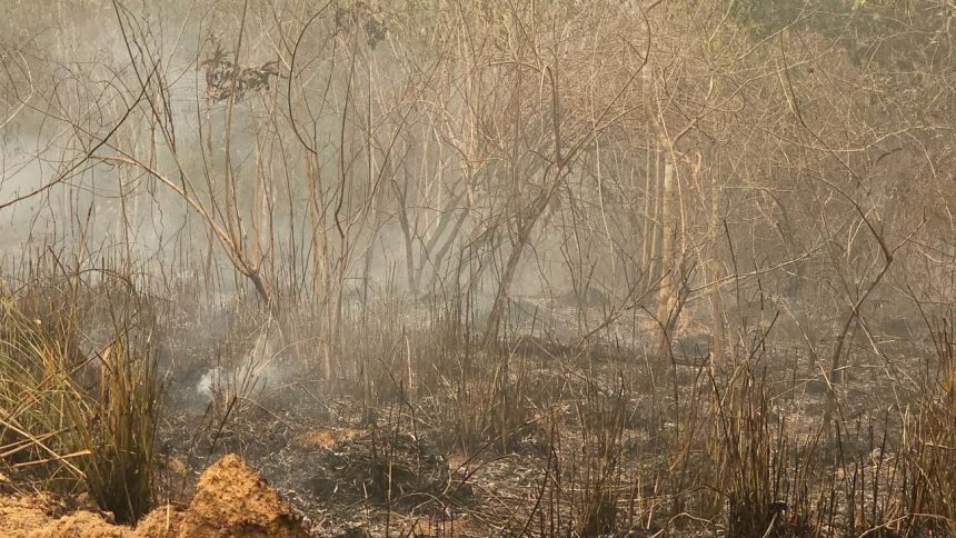 brasil-teve-11-milhoes-de-hectares-queimados-entre-janeiro-e-agosto-de-2024