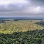 pastagem-e-principal-causa-de-mais-de-90%-do-desmatamento-da-amazonia,-diz-estudo