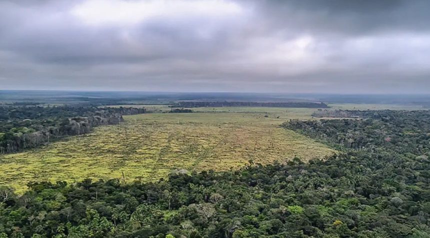 pastagem-e-principal-causa-de-mais-de-90%-do-desmatamento-da-amazonia,-diz-estudo