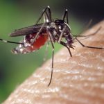 ministerio-da-saude-lanca-campanha-contra-dengue,-zika-e-chikungunya