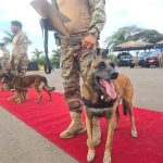 veja-quem-sao-os-“caes-herois”,-que-se-aposentam-apos-anos-de-trabalho-policial