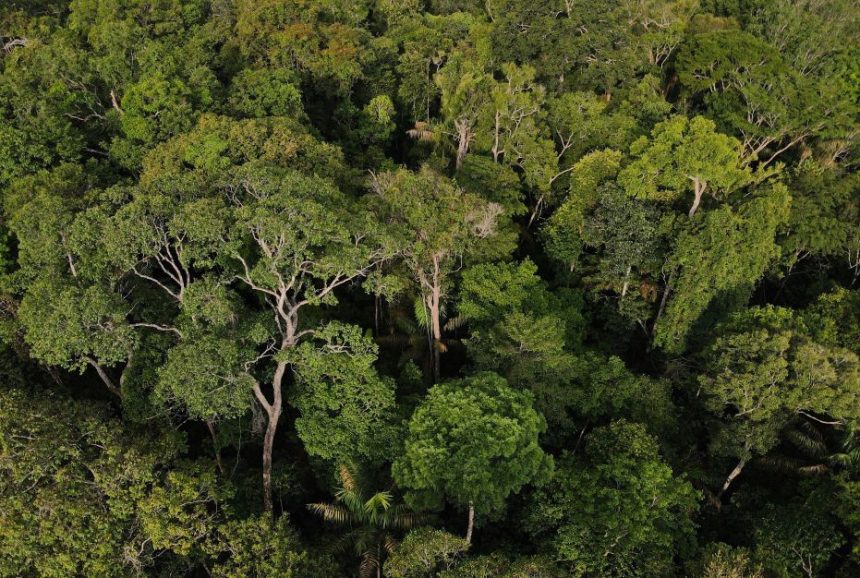 vida-selvagem-reduziu-em-mais-de-70%-nos-ultimos-50-anos-no-planeta