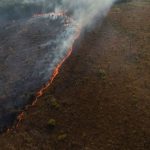 floresta-nacional-de-brasilia-reabre-para-visitacao-apos-mais-de-um-mes-fechada-por-incendios