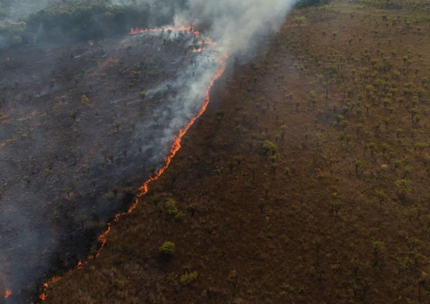 floresta-nacional-de-brasilia-reabre-para-visitacao-apos-mais-de-um-mes-fechada-por-incendios