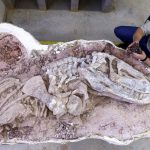 fossil-de-nova-especie-de-reptil-encontrado-no-brasil-ajuda-a-entender-ascensao-dos-dinossauros