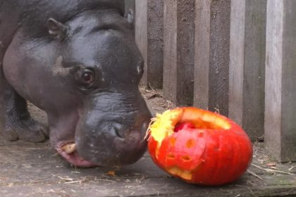 animais-de-zoologico-belga-ganham-abobora-para-celebrar-o-halloween