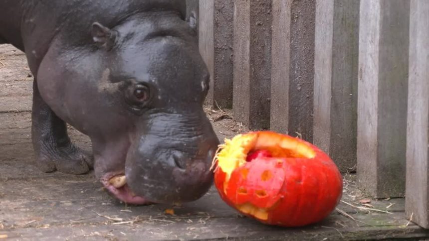 animais-de-zoologico-belga-ganham-abobora-para-celebrar-o-halloween