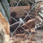 policia-civil-resgata-animais-desnutridos-e-abandonados-de-chacara-em-sao-paulo