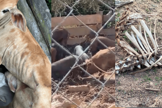 policia-civil-resgata-animais-desnutridos-e-abandonados-de-chacara-em-sao-paulo