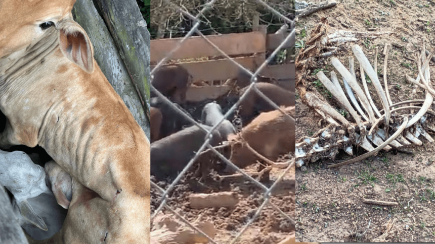 policia-civil-resgata-animais-desnutridos-e-abandonados-de-chacara-em-sao-paulo