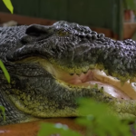 com-mais-de-100-anos-de-idade,-maior-crocodilo-cativo-do-mundo-morre-na-australia