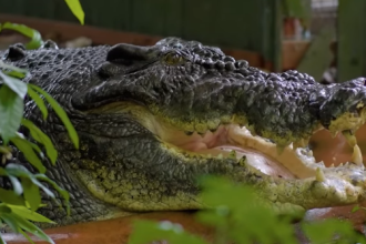 com-mais-de-100-anos-de-idade,-maior-crocodilo-cativo-do-mundo-morre-na-australia