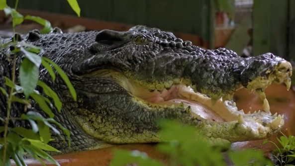 com-mais-de-100-anos-de-idade,-maior-crocodilo-cativo-do-mundo-morre-na-australia