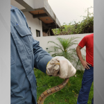 jiboia-exotica-e-resgatada-em-casa-em-florianopolis-(sc)