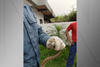 jiboia-exotica-e-resgatada-em-casa-em-florianopolis-(sc)