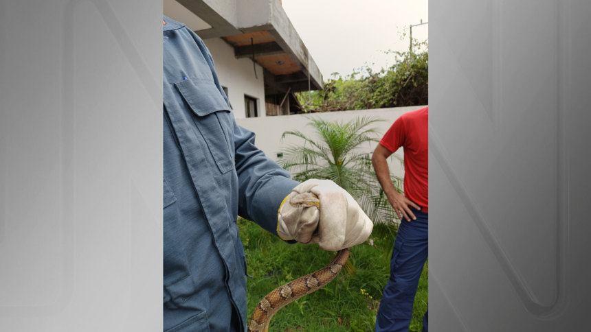 jiboia-exotica-e-resgatada-em-casa-em-florianopolis-(sc)