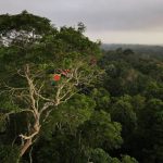 desmatamento-na-amazonia-cai-pelo-segundo-ano-consecutivo,-com-reducao-de-30,6%