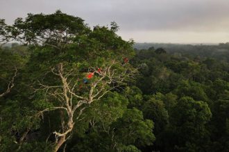 desmatamento-na-amazonia-cai-pelo-segundo-ano-consecutivo,-com-reducao-de-30,6%