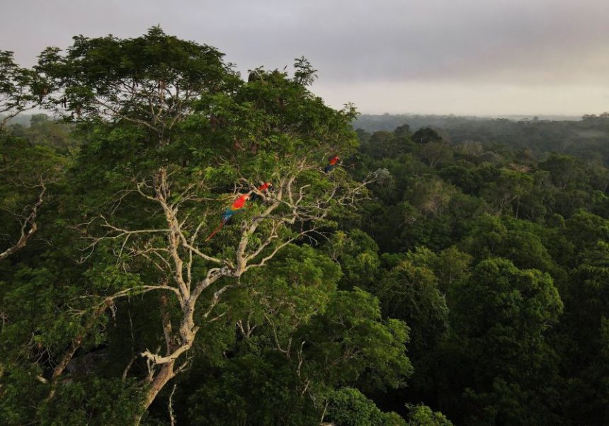 desmatamento-na-amazonia-cai-pelo-segundo-ano-consecutivo,-com-reducao-de-30,6%