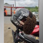 revolta-dos-insetos:-em-formiga-(mg),-capacete-de-motoboy-e-tomado-por-abelhas