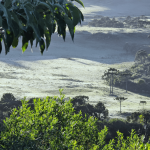 serra-catarinense-amanhece-com-geada-e-minima-de-2,5°c;-veja-fotos