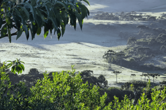 serra-catarinense-amanhece-com-geada-e-minima-de-2,5°c;-veja-fotos