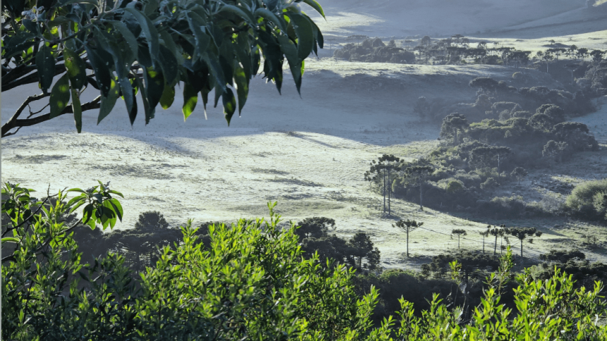 serra-catarinense-amanhece-com-geada-e-minima-de-2,5°c;-veja-fotos