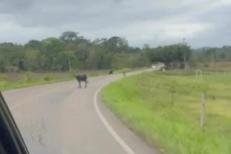 video:-animais-na-pista-voltam-a-preocupar-moradores-de-ibirataia-e-ipiau