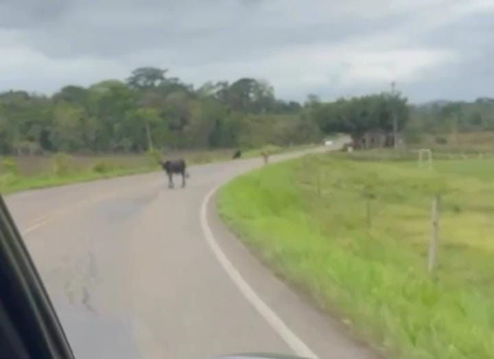 video:-animais-na-pista-voltam-a-preocupar-moradores-de-ibirataia-e-ipiau