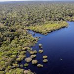 petrobras-e-bndes-fazem-parceria-para-restauracao-na-amazonia