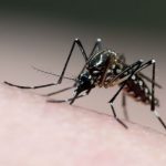 pernambuco-tem-17-mortes-provocadas-pelo-aedes-aegypti-em-2024